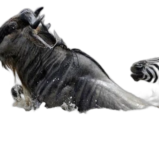 animal, hair, dragon, shoes, concept art, photorealistic, 3d render, fantasy art transparent PNG cut-out