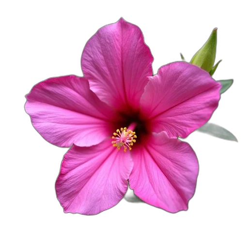 flower, crown, jewelry, staff, photorealistic, 3d render, oil painting, colorful transparent PNG cut-out