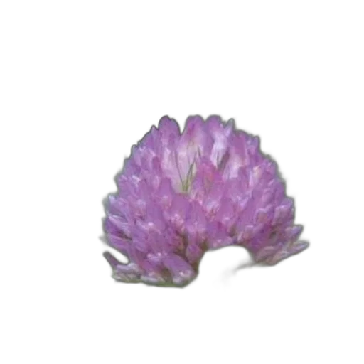 flower, crown, jewelry, hair, 3d render, photorealistic, cover, book transparent PNG cut-out