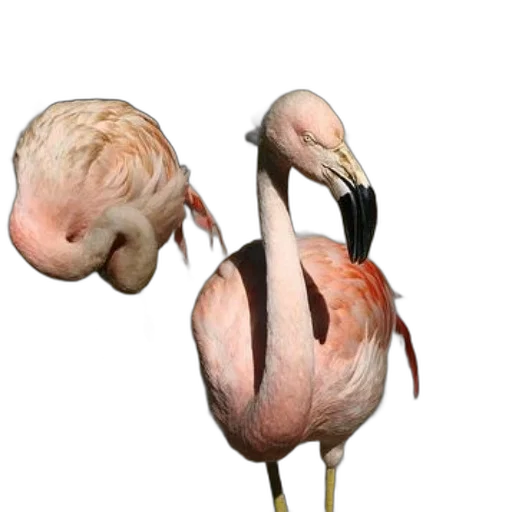 animal, creature, hair, mask, photorealistic, 3d render, concept art, watercolor transparent PNG cut-out