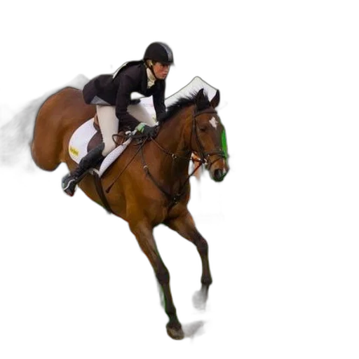 animal, horse, rider, jump transparent PNG cut-out