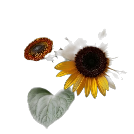 flower, crown, jewelry, food, photorealistic, 3d render, concept art, oil painting transparent PNG cut-out