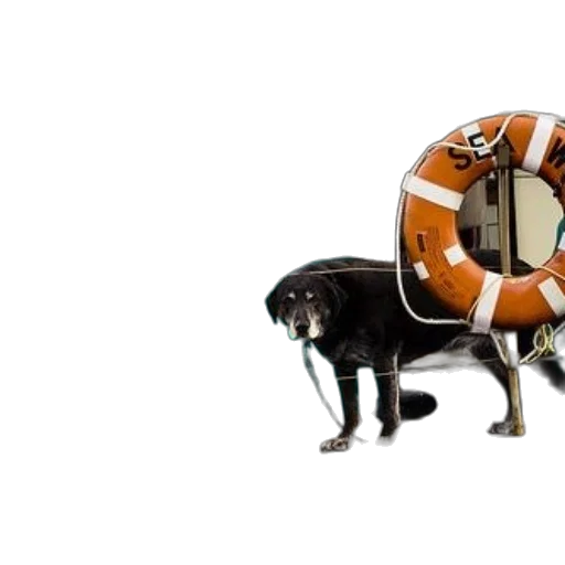 animal, robot, creature, two, dogs, stand, deck, boat transparent PNG cut-out