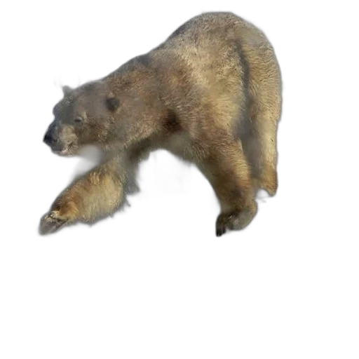 animal, creature, food, weapon, concept art, 3d render, photorealistic, watercolor transparent PNG cut-out