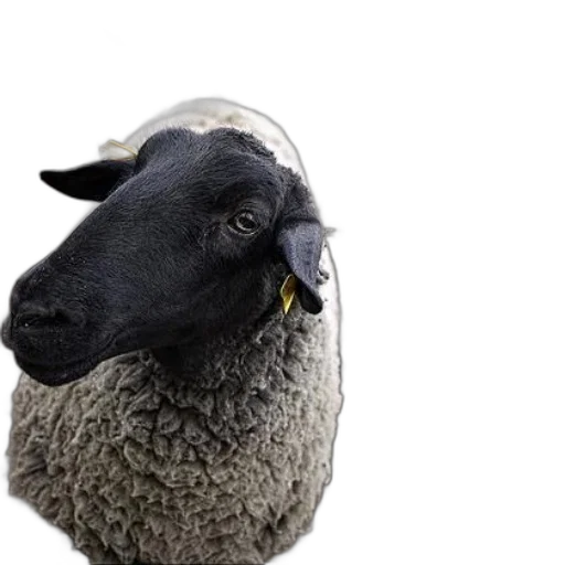 animal, hat, face, mask, photorealistic, 3d render, group, sheep transparent PNG cut-out