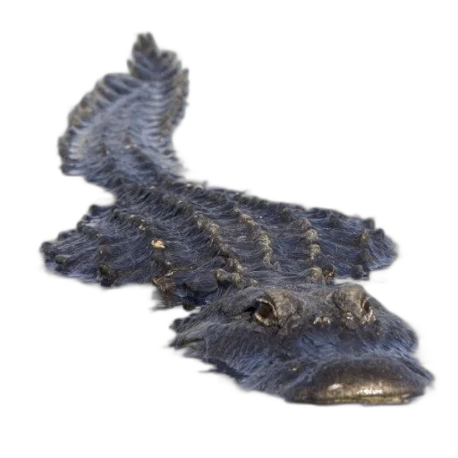 dragon, animal, creature, hat, 3d render, photorealistic, crocodile, swimming transparent PNG cut-out