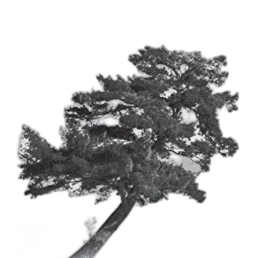 tree, crown, staff, hair, photorealistic, 3d render, concept art, pencil sketch transparent PNG cut-out