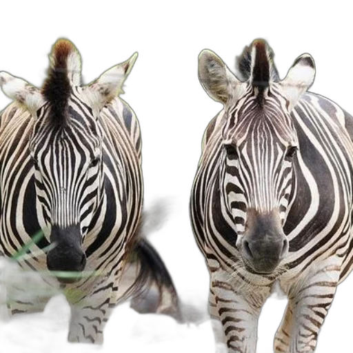 animal, photorealistic, 3d render, two, zebras, standing, side, greenery transparent PNG cut-out