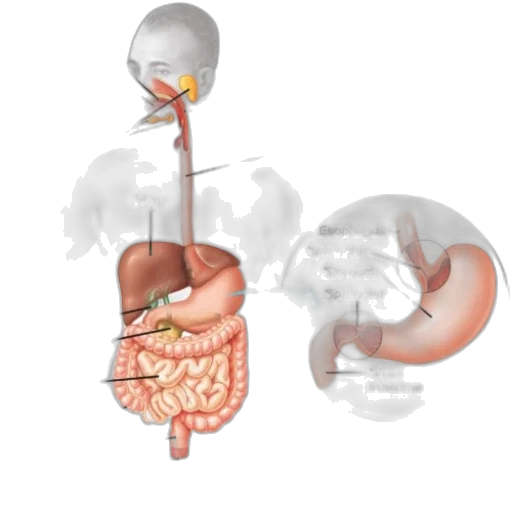 food, staff, concept art, anatomical, illustration, human, digestive, system transparent PNG cut-out