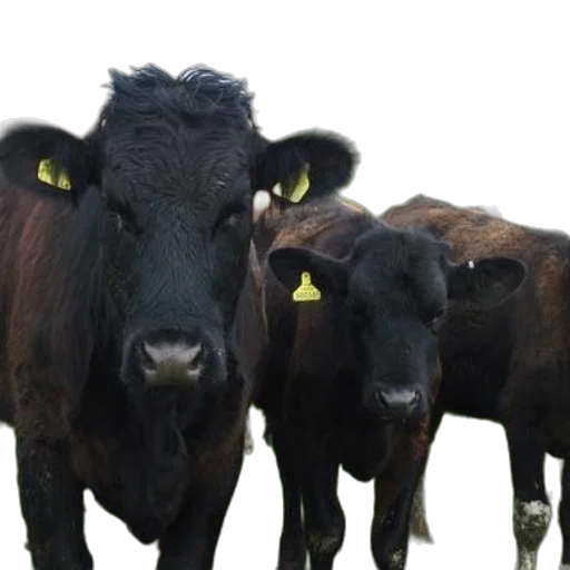 animal, three, black, cows, yellow, ear, tags, stand transparent PNG cut-out