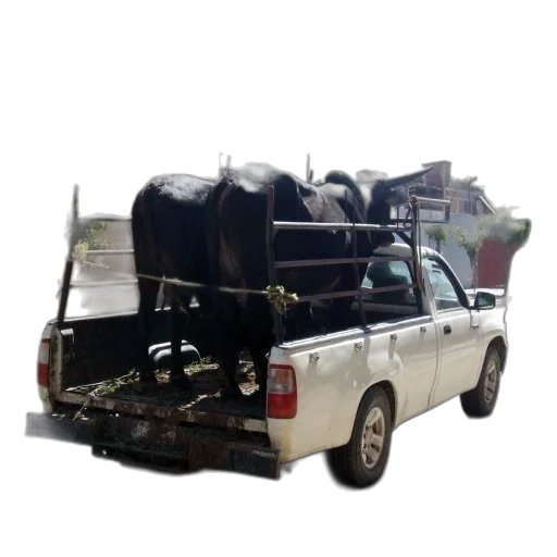animal, car, weapon, furniture, white, truck, two, black transparent PNG cut-out
