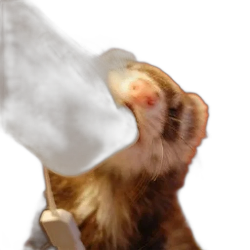animal, staff, creature, food, photorealistic, concept art, 3d render, ferret transparent PNG cut-out