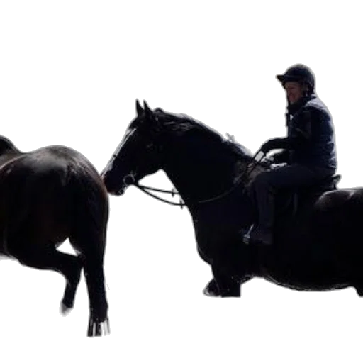 animal, concept art, photorealistic, person, rides, black, horse, through transparent PNG cut-out