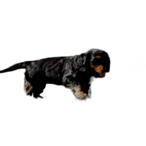 animal, staff, creature, dragon, photorealistic, 3d render, black, dog transparent PNG cut-out