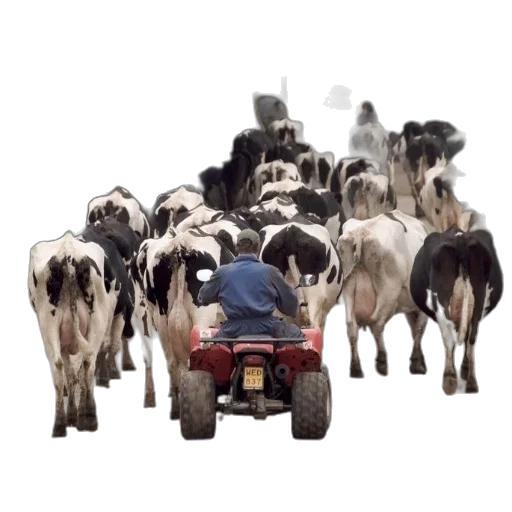 car, animal, man, atv, herds, cows, down, dirt transparent PNG cut-out