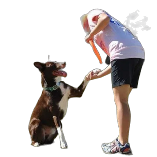 staff, animal, photorealistic, dog, sitting, grass, paw, woman transparent PNG cut-out