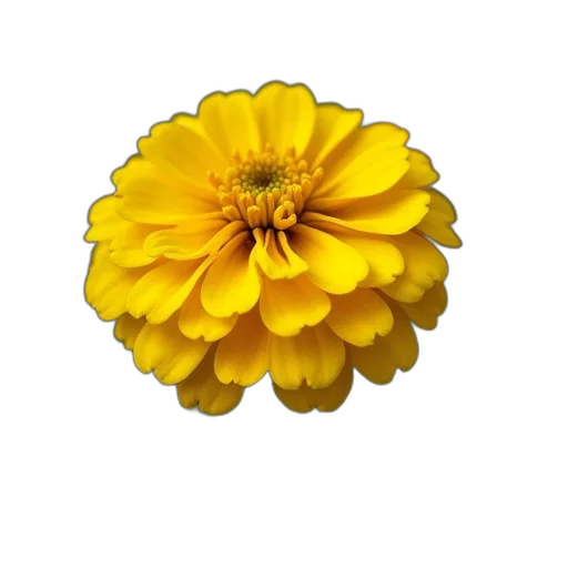 flower, crown, jewelry, staff transparent PNG cut-out