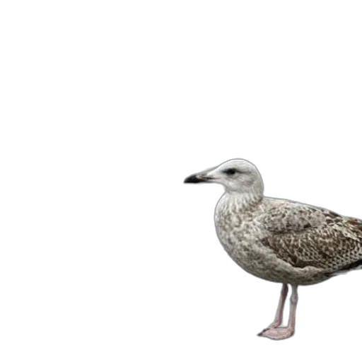 animal, creature, shoes, staff, 3d render, photorealistic, concept art, seagull transparent PNG cut-out