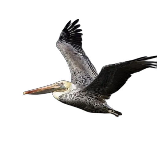 animal, creature, dragon, weapon, photorealistic, 3d render, concept art, pelican transparent PNG cut-out