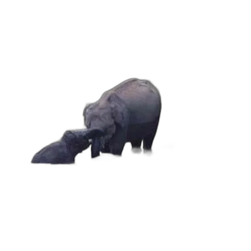 animal, creature, hat, mask, 3d render, concept art, photorealistic, pixel art transparent PNG cut-out