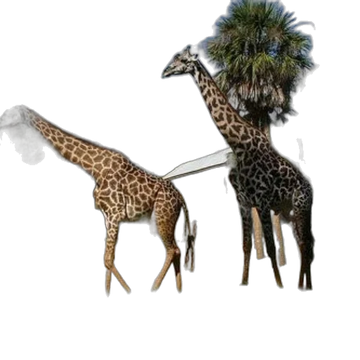 animal, umbrella, creature, staff, concept art, 3d render, fantasy art, photorealistic transparent PNG cut-out