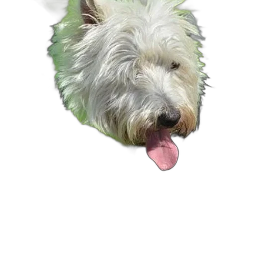 animal, creature, face, staff, photorealistic, pixel art, watercolor, 3d render transparent PNG cut-out