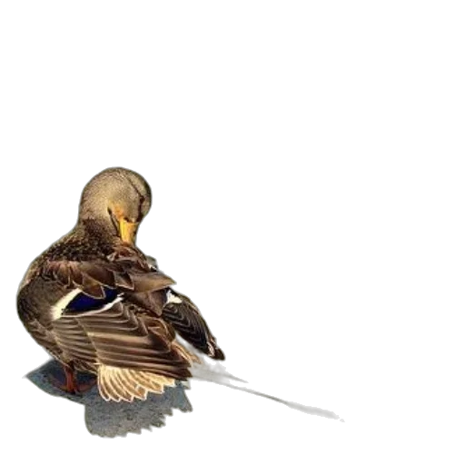 sword, weapon, animal, staff, 3d render, concept art, pixel art, fantasy art transparent PNG cut-out