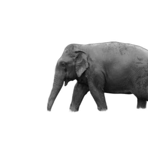 animal, creature, weapon, staff, photorealistic, 3d render, concept art, pencil sketch transparent PNG cut-out
