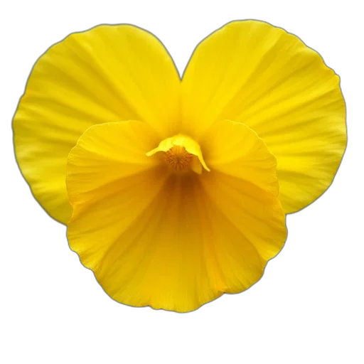 flower, crown, jewelry, dress transparent PNG cut-out