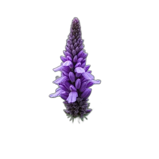 flower, crown, jewelry, hair, 3d render, photorealistic, concept art, close-up transparent PNG cut-out