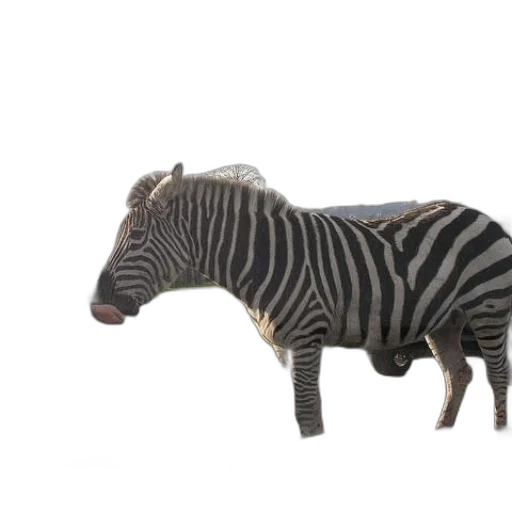 animal, creature, furniture, hat transparent PNG cut-out