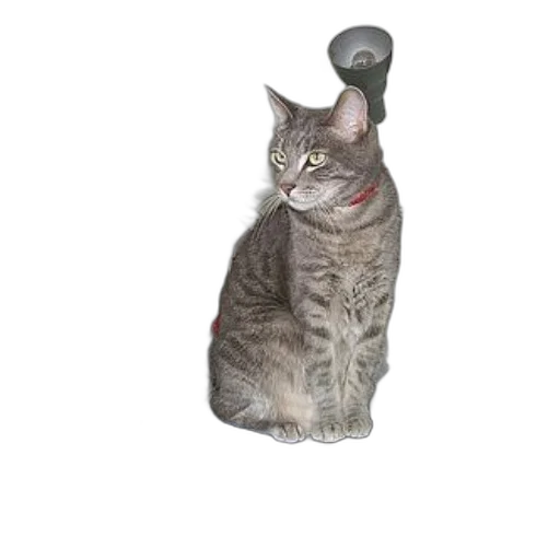 staff, animal, weapon, robot, photorealistic, 3d render, grey, cat transparent PNG cut-out