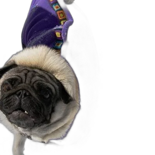animal, staff, hat, umbrella, photorealistic, pug, wearing, purple transparent PNG cut-out