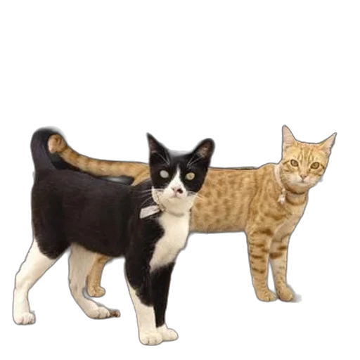 animal, staff, concept art, pixel art, cartoon, 3d render, two, cats transparent PNG cut-out