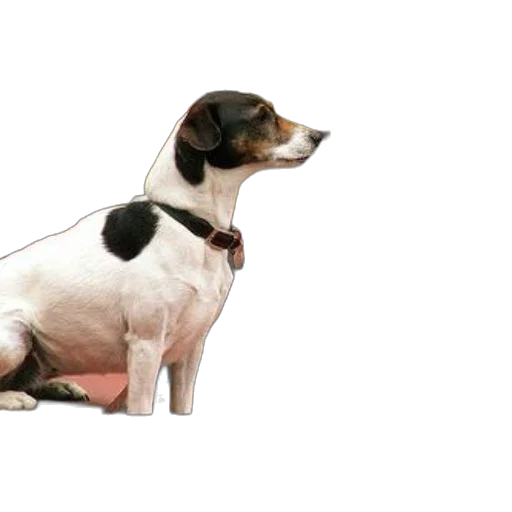 animal, staff, creature, photorealistic, 3d render, watercolor, concept art, jack transparent PNG cut-out