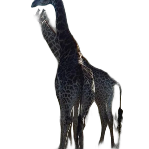animal, creature, staff, dragon, 3d render, concept art, photorealistic, fantasy art transparent PNG cut-out