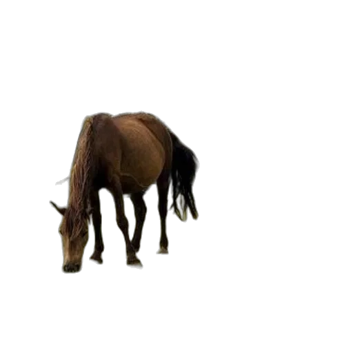 animal, creature, hair, hat transparent PNG cut-out