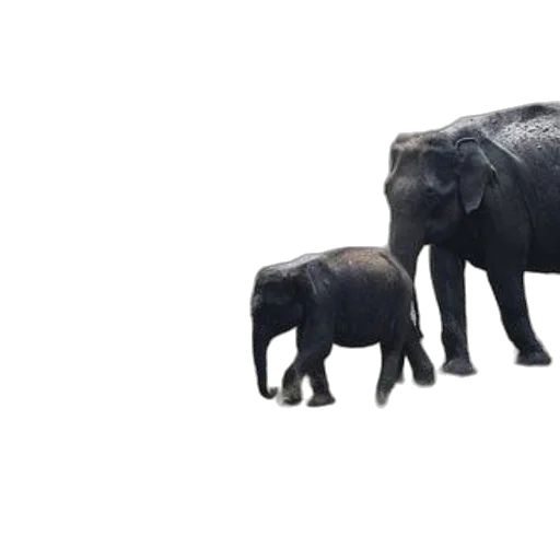 animal, creature, umbrella, jewelry, 3d render, concept art, photorealistic, forest transparent PNG cut-out