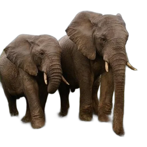 animal, photorealistic, 3d render, two, majestic, elephants, stand, side transparent PNG cut-out