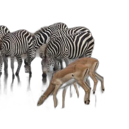 animal, creature, 3d render, concept art, photorealistic, zebras, antelope, drink transparent PNG cut-out