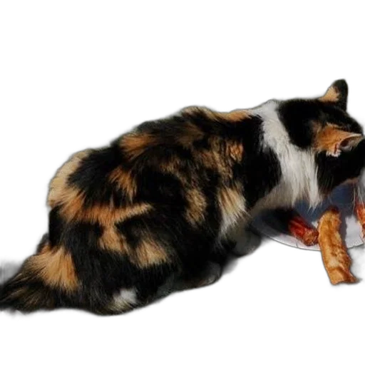 animal, food, weapon, staff transparent PNG cut-out