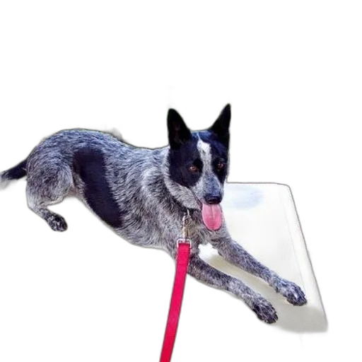 staff, animal, umbrella, creature, photorealistic, black, gray, dog transparent PNG cut-out