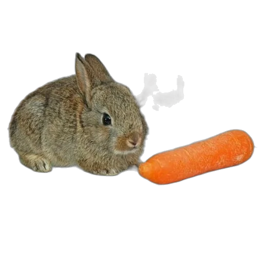 animal, food, weapon, creature, photorealistic, small, rabbit, sits transparent PNG cut-out