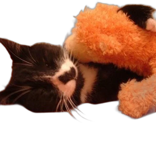 animal, staff, creature, weapon, black, white, cat, cuddles transparent PNG cut-out