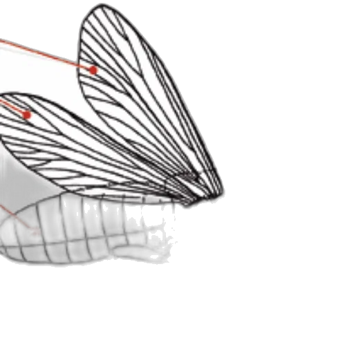 hat, creature, dragon, crown, concept art, 3d render, photorealistic, detailed transparent PNG cut-out
