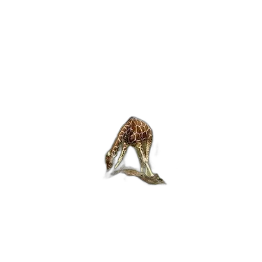 animal, jewelry, creature, shoes, 3d render, photorealistic, giraffe, bending transparent PNG cut-out