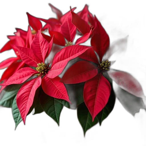 flower, photorealistic, 3d render, basket, full, red, poinsettia, cathari transparent PNG cut-out