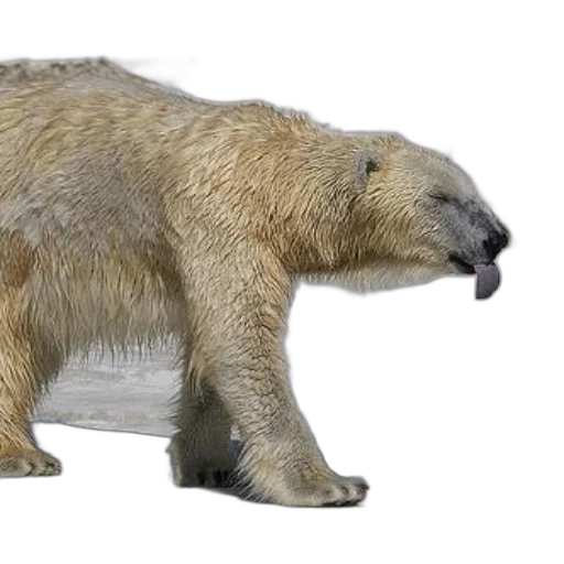 animal, creature, 3d render, concept art, photorealistic, polar, bear, wet transparent PNG cut-out