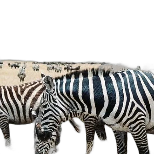 animal, creature, furniture, 3d render, concept art, photorealistic, zebras, grazing transparent PNG cut-out