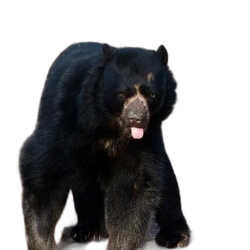 animal, creature, staff, black, bear, tongue, out, stands transparent PNG cut-out